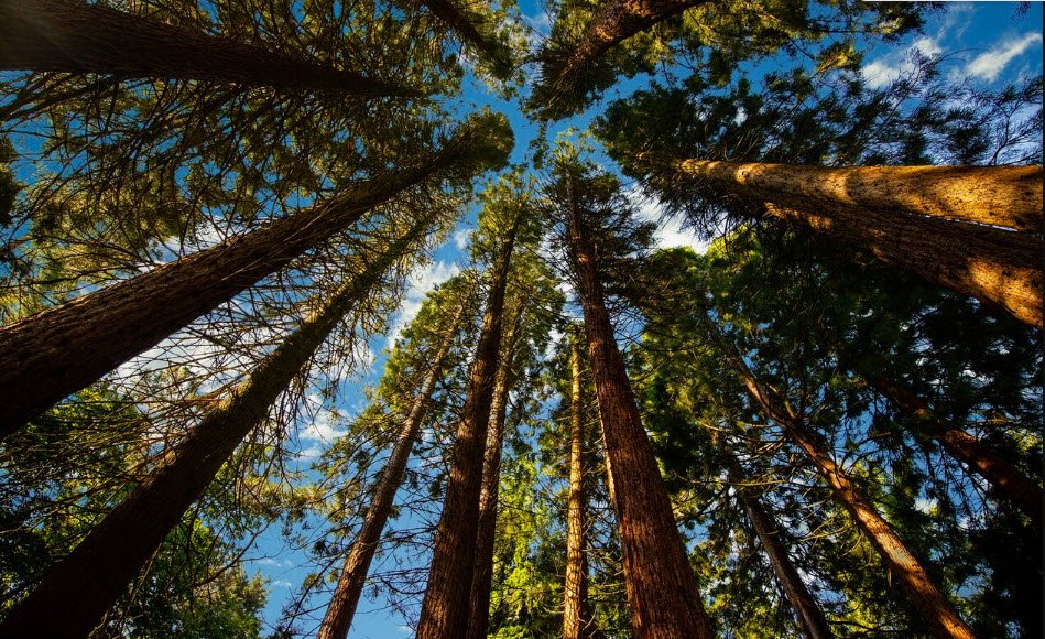 Kaldenkirchen Sequoia Farm, Nettetal, Germany, Germany